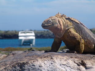 Meeresechsen auf den Galapagosinseln