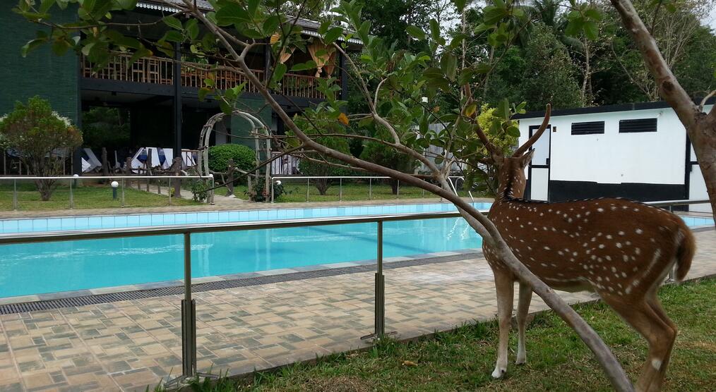 Hotelgarten und Pool