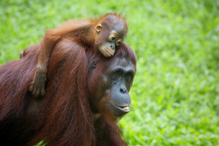 Orang Utan mit Nachwuchs