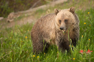 Grizzly Bär 