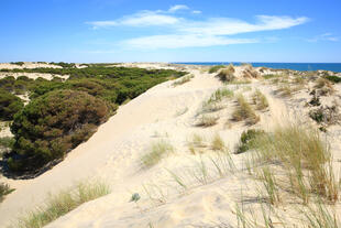 Nationalpark Coto de Doñana