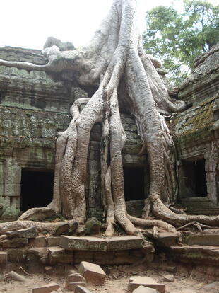 Ta Prohm