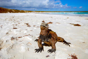 Leguan am Strand