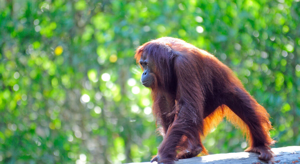 Orang Utan auf Baumstamm 