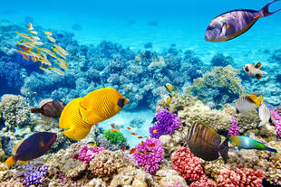 Great Barrier Reef 