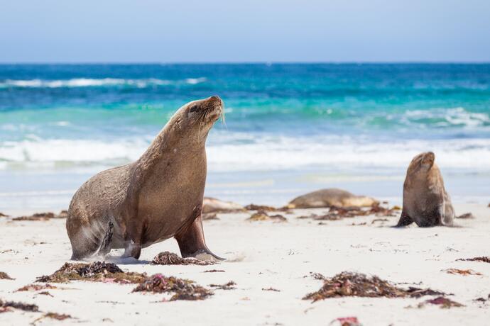 Kangaroo Island 