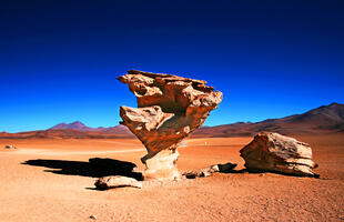 Arbol de Piedra