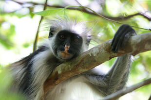 Colobus Monkey