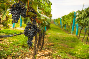 Weingarten in georgianischer Weinregion