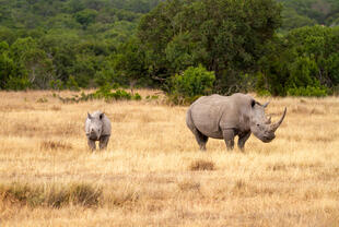 Breitmaulnashorn