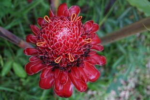 Red Ginger Lily