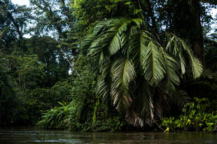 Tortuguero