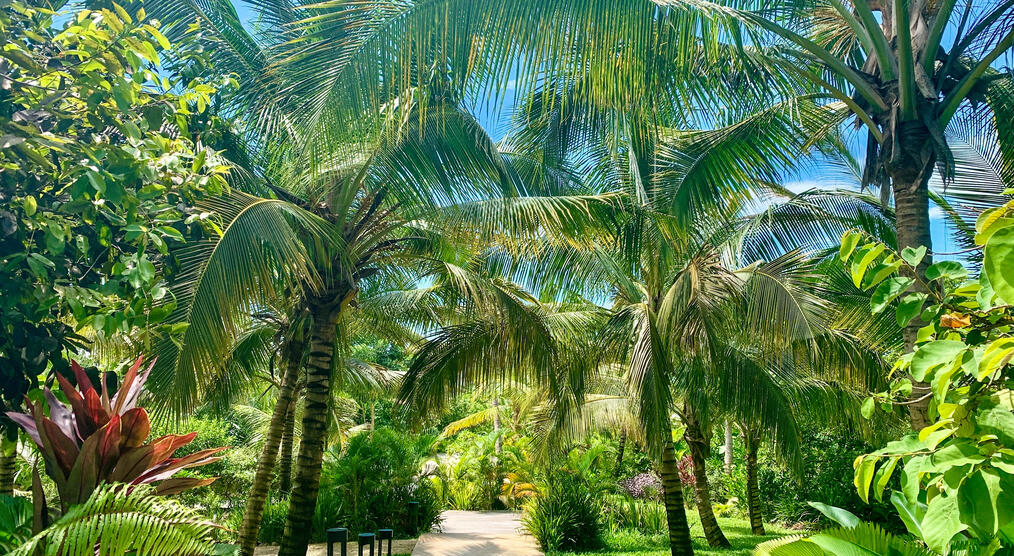 Gartenallee in der Parkanlage