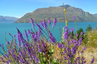 Lake Wanaka