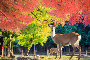 Nara-Park