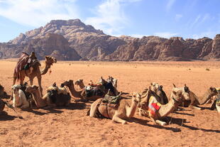 Kamele in Wadi Rum