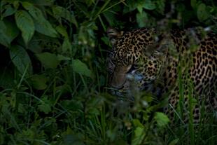 Leopard im Masai Mara Nationalpark