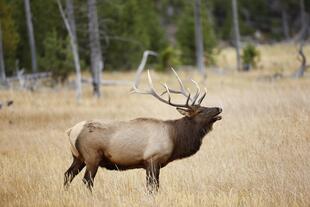 Elch im Yellowstone-Nationalpark