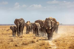 Elefantenherde im Amboseli Nationalpark