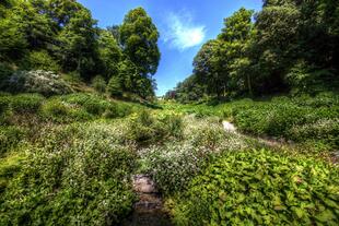 Flora des Trebah Garden