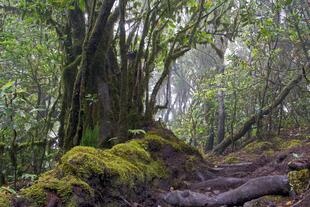 Garajonay-Nationalpark