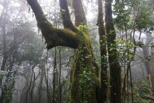 Garajonay-Nationalpark