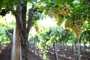 Weingut in Israel