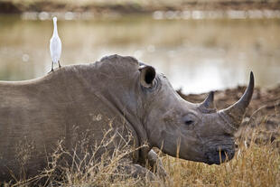 Wilde Tiere im Hlane National Park