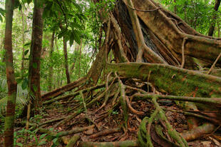 Baum im Daintree National Park 