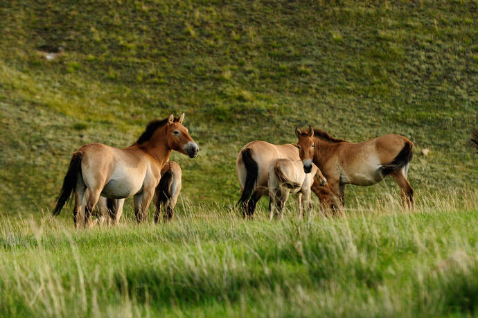 Mongolische Wildpferde