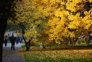 Park im Herbst