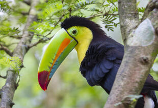 Tucan