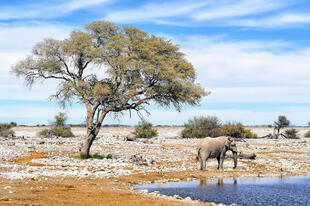 Elefant im Etosha Nationalpark