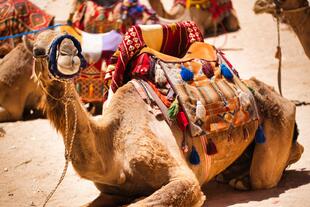 Kamele in Jordanien