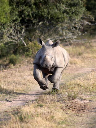 Nashorn