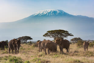 Elefanten vorm Kilimanjaro