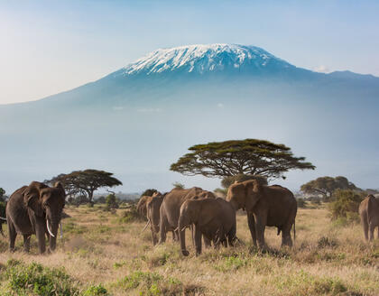 Elefanten vorm Kilimanjaro