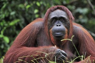 Portrait eines Orang Utan 