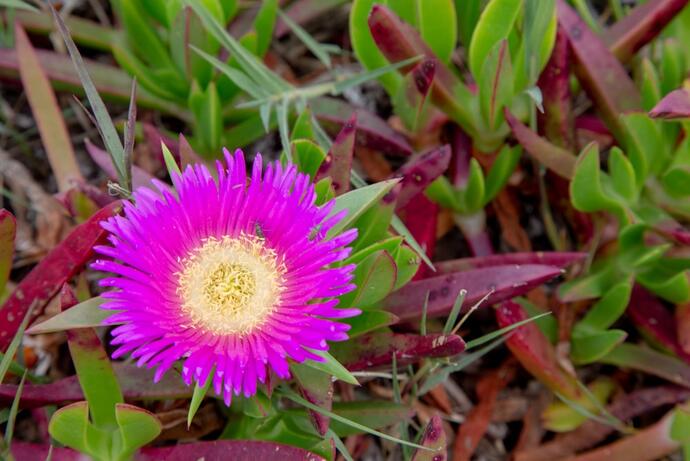 Carpobrotus edulis