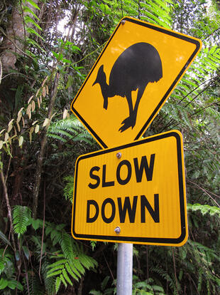 Warnschild im Daintree National Park 