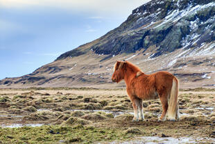 Islandpferd vor Winterlandschaft