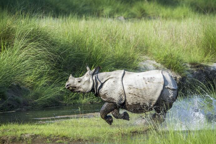 Gorumara Nationalpark