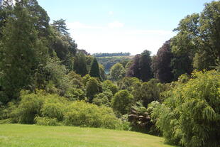 Trebah Gardens 