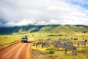 Zebras im Ngorongoro Krater