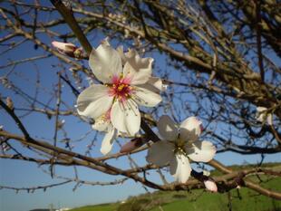 Mandelblüte