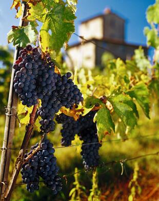 Weinreben in Chianti