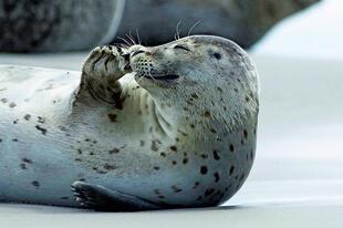 Kegelrobbe im Wattenmeer