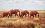 Rote Elefanten in Tsavo East