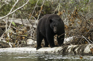 Schwarzbär auf Vancouver Island 