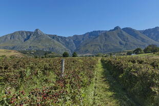 Swellendam